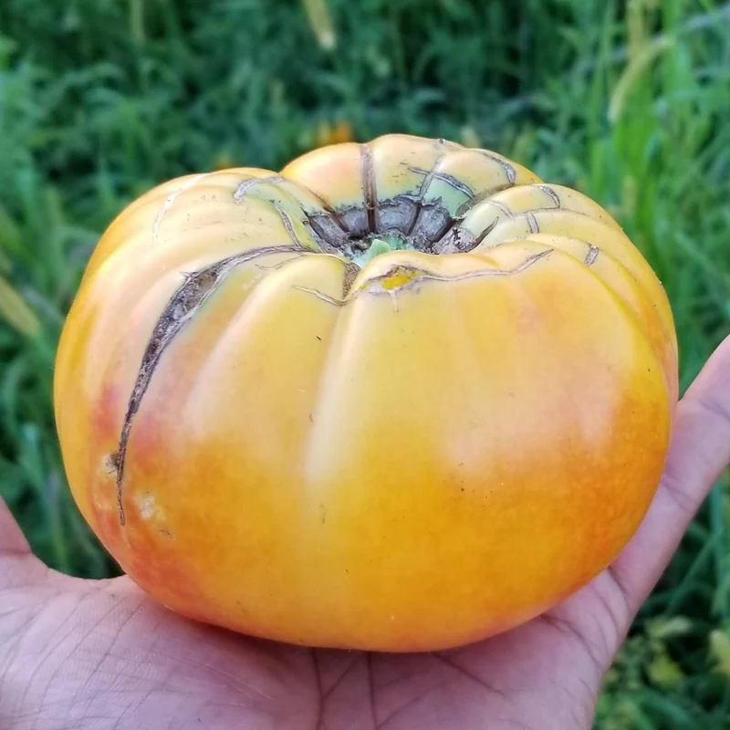 Tomate ‘Striped German’, semences biologiques ( Solanum lycopersicum )