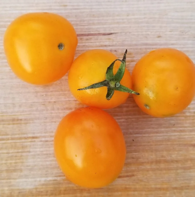 Tomate cerise ‘Sweet Orange’, semences biologiques ( Solanum lycopersicum )