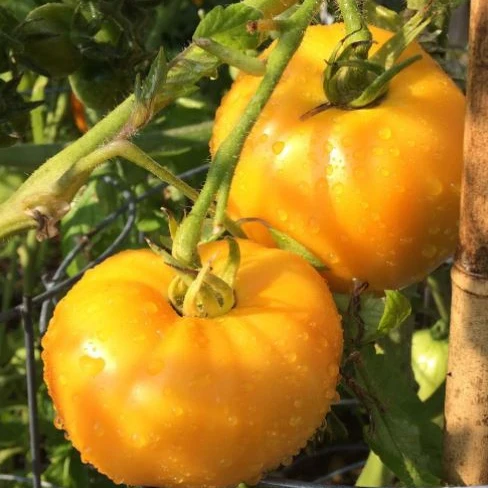 Tomate beefsteak ‘Tangerine’, semences biologiques ( Solanum lycopersicum )
