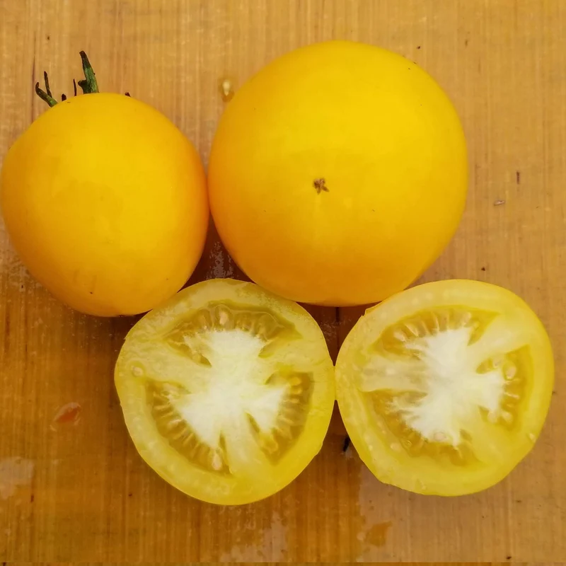 Tomate jaune ‘Taxi’, semences biologiques ( Solanum lycopersicum )