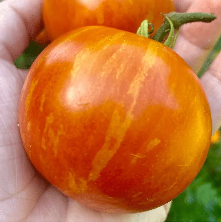 Tomate rayée ‘Tigerella’, semences biologiques ( Solanum lycopersicum )
