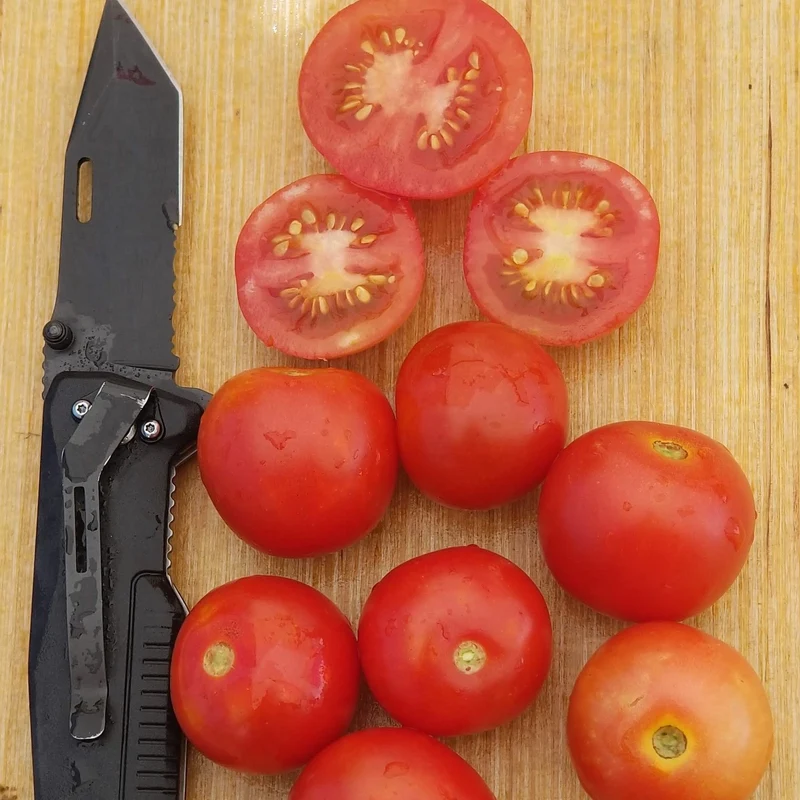 Tomate rouge retombante ‘Tumbling Tom’, semences biologiques ( Solanum lycopersicum )