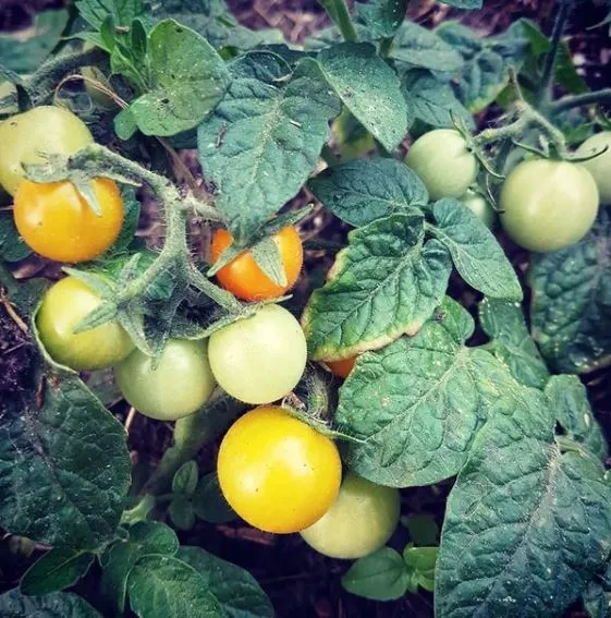 Tomate ‘Venus’ micro-naine, semences biologiques ( Solanum lycopersicum )