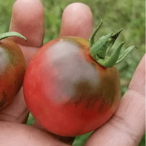 Tomate noire ‘Vernissage’, semences biologiques ( Solanum lycopersicum )