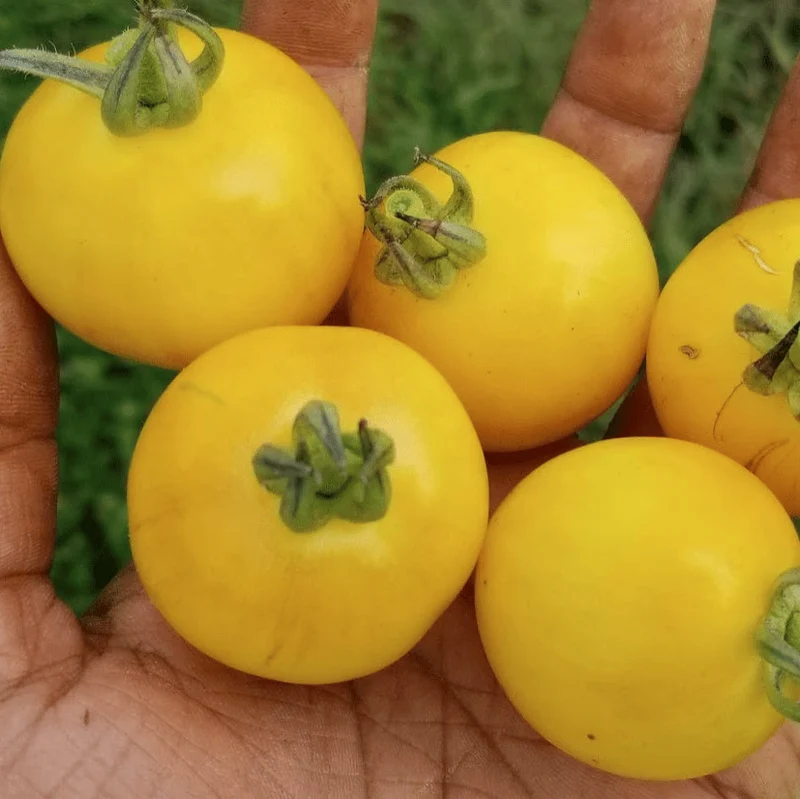 Tomate jaune ‘Vernissage’, semences biologiques ( Solanum lycopersicum )