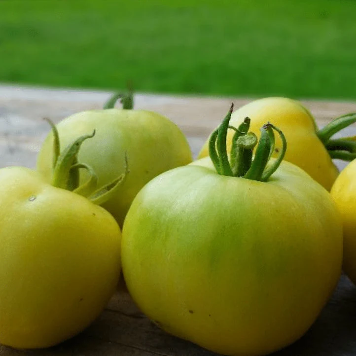 Tomate ‘Wapsipicon Peach’, semences biologiques ( Solanum lycopersicum )