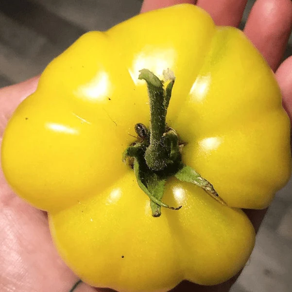 Tomate ‘White Queen’, semences biologiques ( Solanum lycopersicum )