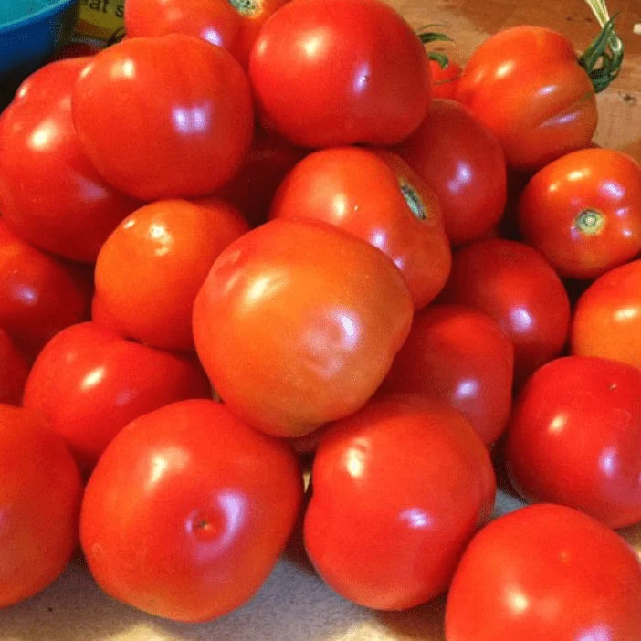 Tomate ‘Wisconsin 55’, semences biologiques ( Solanum lycopersicum )