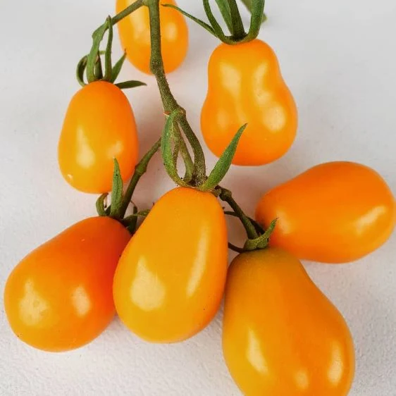 Tomate ‘Yellow Bell’, semences biologiques ( Solanum lycopersicum )