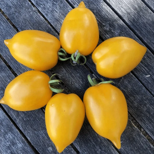 Tomate ‘Wonderlight’, semences biologiques ( Solanum lycopersicum )