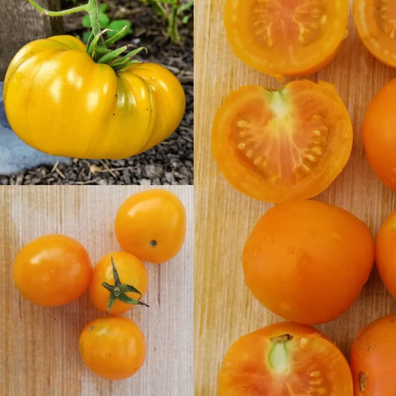 Mélange de tomates jaunes, semences biologiques ( Solanum lycopersicum )