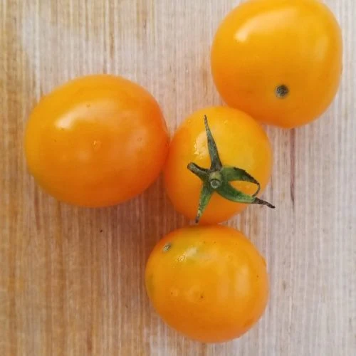 Mélange de tomates jaunes, semences biologiques ( Solanum lycopersicum )
