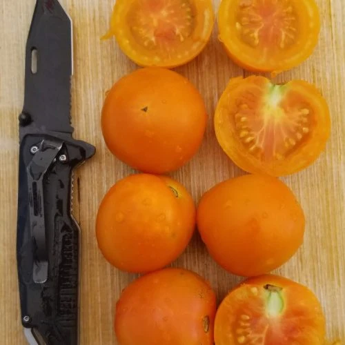 Mélange de tomates jaunes, semences biologiques ( Solanum lycopersicum )