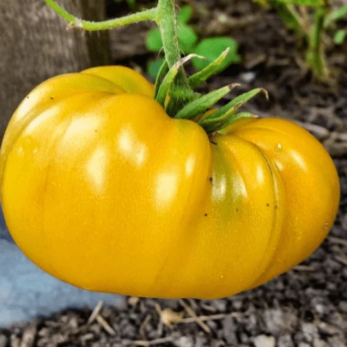 Mélange de tomates jaunes, semences biologiques ( Solanum lycopersicum )