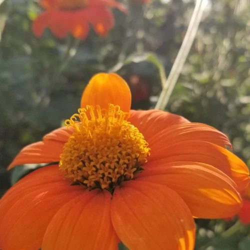Tournesol 'Mexican Sunflower' bio