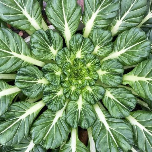Tatsoï ‘Asian Greens’, semences biologiques ( Brassica rapa )