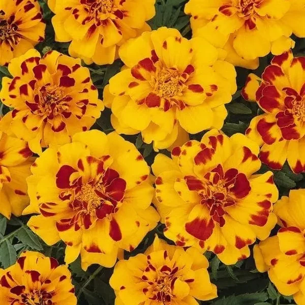 Œillet d’Inde français Durango® Bolero ( Tagetes patula )