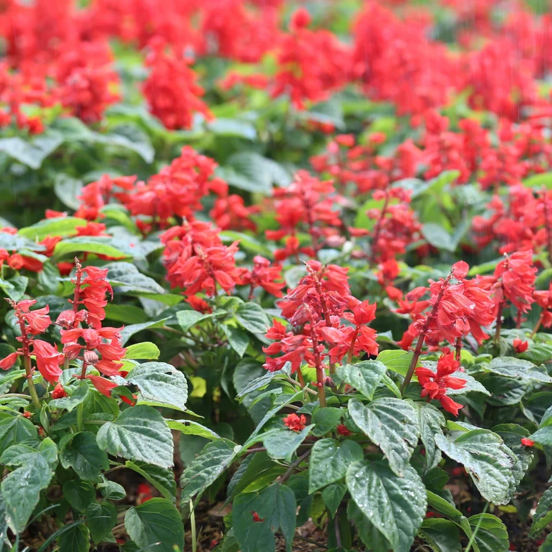 Sauge écarlate Vista™ Red ( Salvia splendens )