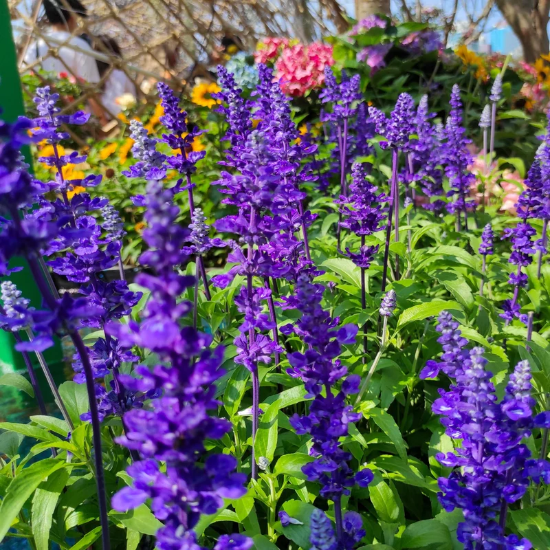 Sauge farineuse Fairy Queen ( Salvia farinacea )