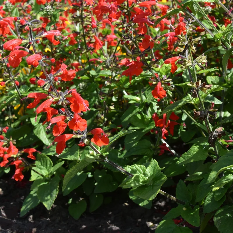 Sauge écarlate Summer Jewel™ Red ( Salvia coccinea )