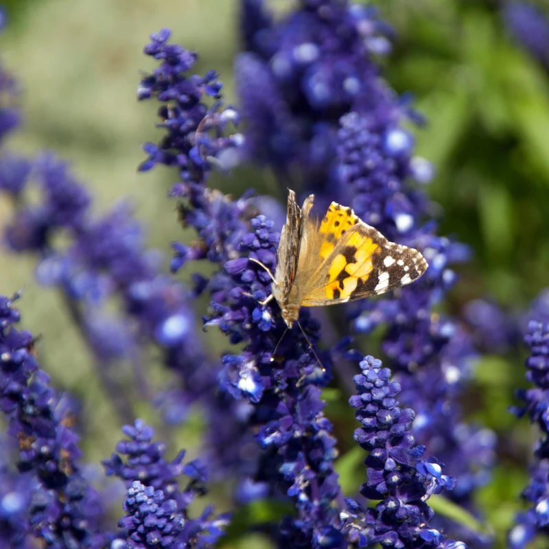 Sauge farineuse Victoria™ Bleu ( Salvia farinacea )