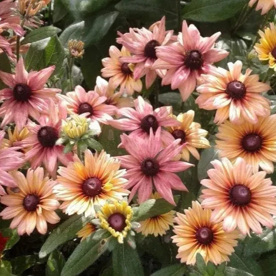 Rudbeckie ‘Sahara’ ( Rudbeckia hirta )