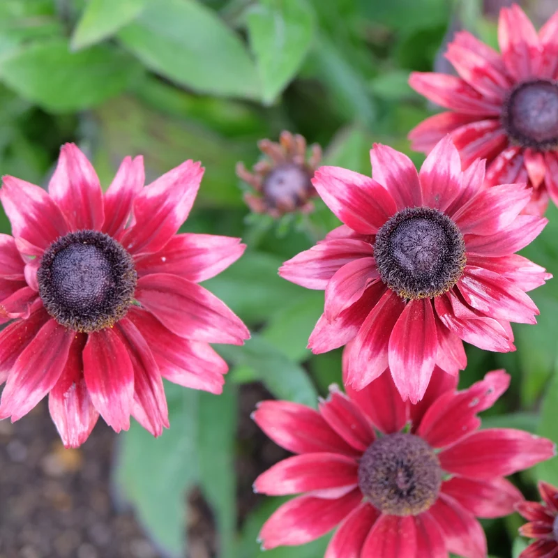 Rudbeckie ‘Cherry Brandy’ ( Rudbeckia hirta )