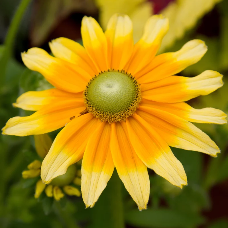 Rudbeckie ‘Prairie Sun’ ( Rudbeckia hirta )