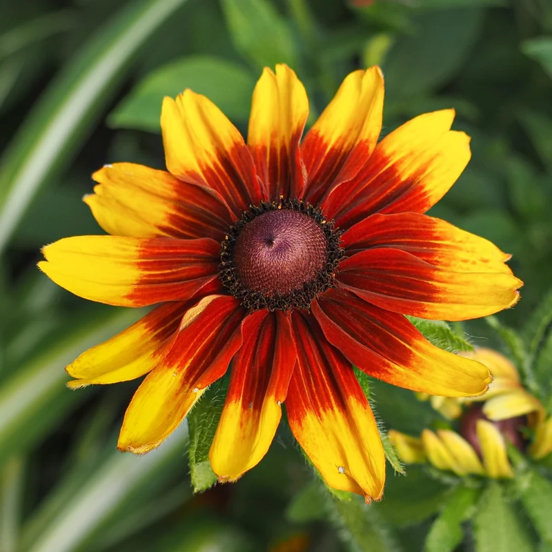 Rudbeckie ‘Cappuccino’ ( Rudbeckia hirta )