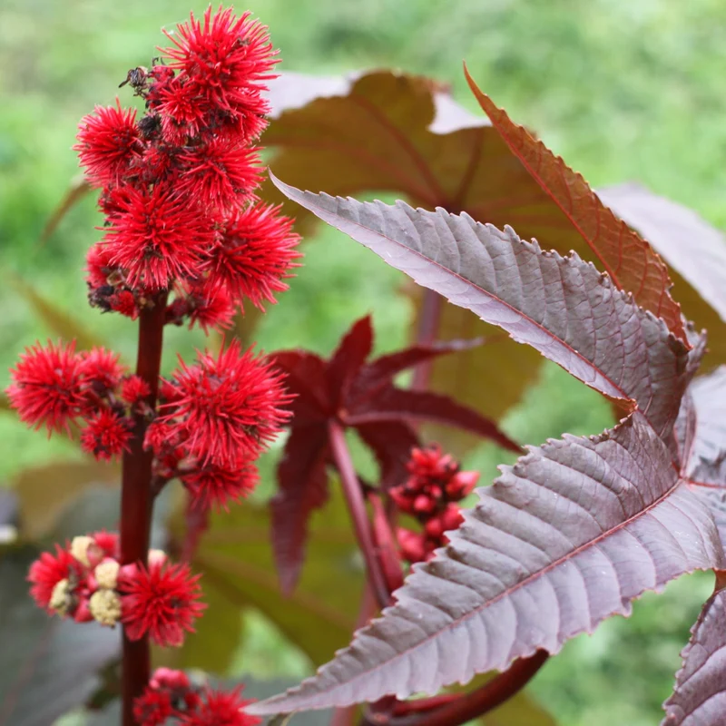Ricin ‘Gibsonii’ ( Ricinus communis )