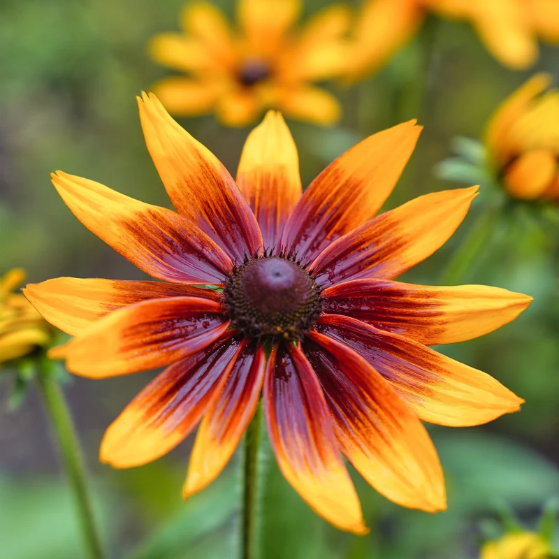 Rudbeckie ‘Autumn Colors’ ( Rudbeckia hirta )