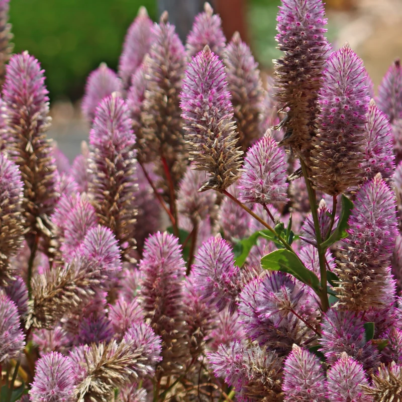 Ptilotus Matilda ( Ptilotus exaltatus )