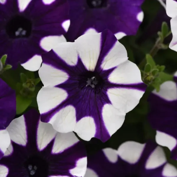 Pétunia Shock Wave® Purple Tie Dye F1 ( Petunia × hybrida )