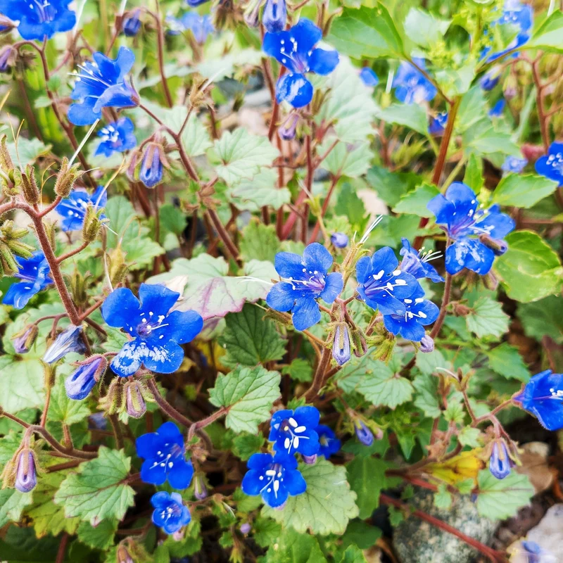 Phacélie California Blue Bell ( Phacelia campanularia )