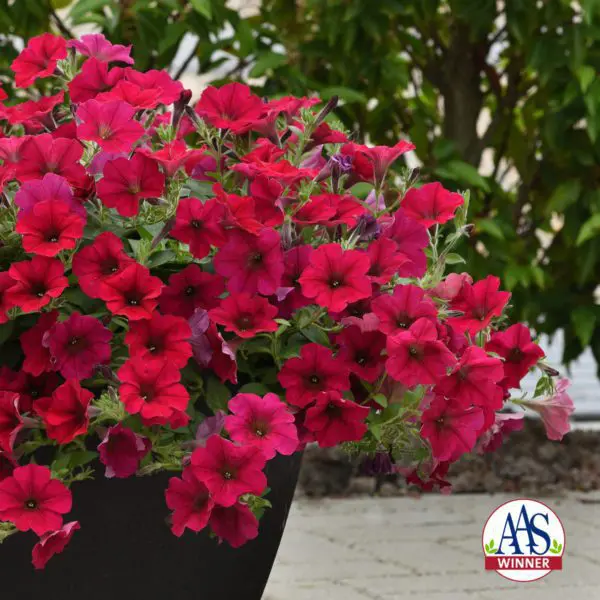Pétunia Wave® Carmine Velour F1 ( Petunia × hybrida )
