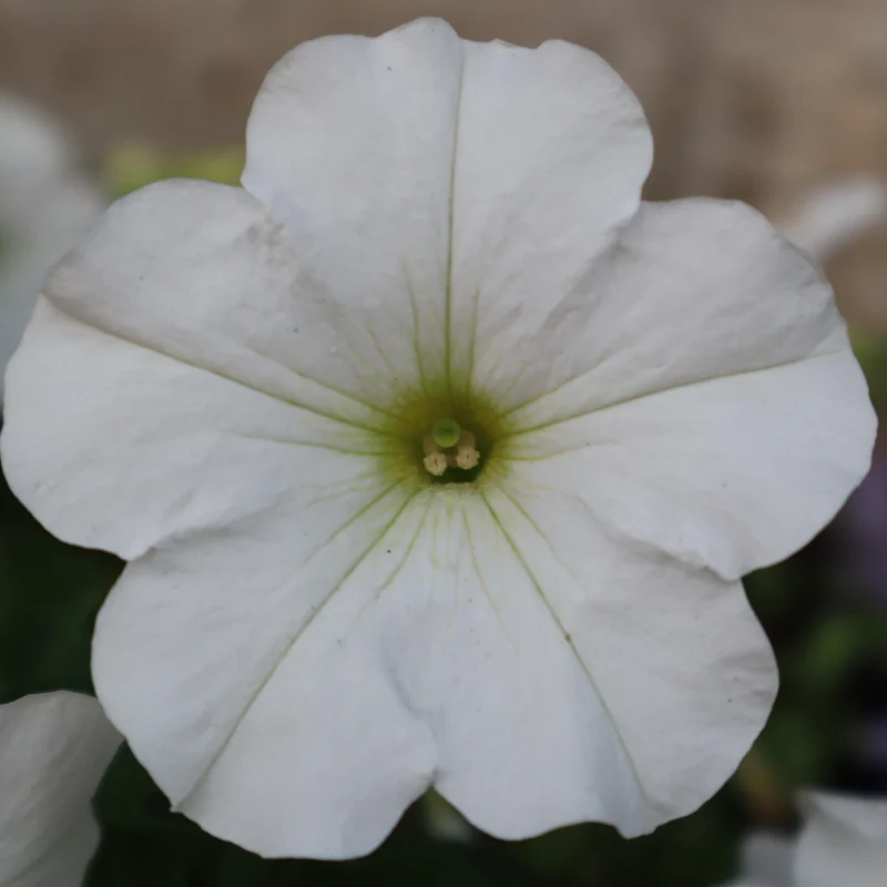 Pétunia Limbo *GP* White F1 ( Petunia × hybrida )