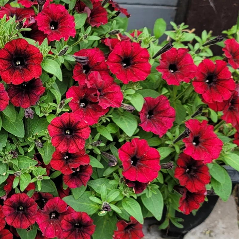 Pétunia Tidal Wave® Red Velour F1 ( Petunia × hybrida )