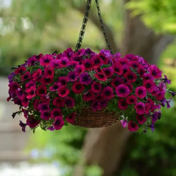 Pétunia Shock Wave® Deep Purple F1 ( Petunia × hybrida )