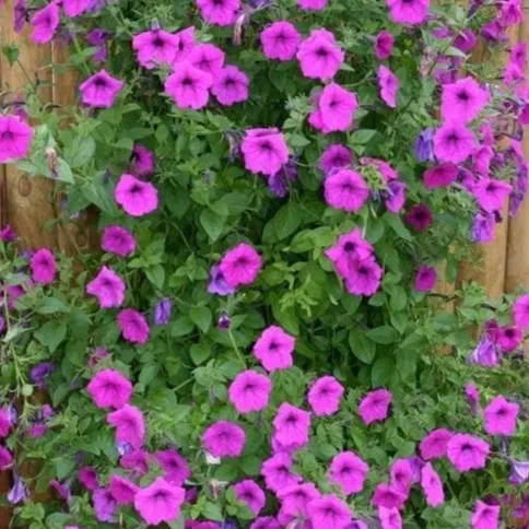 Pétunia grimpant Tickled Pink™ F1 ( Petunia × hybrida )