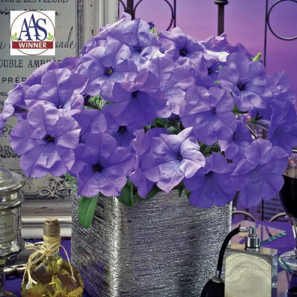 Pétunia Evening Scentsation™ F1 ( Petunia × hybrida )