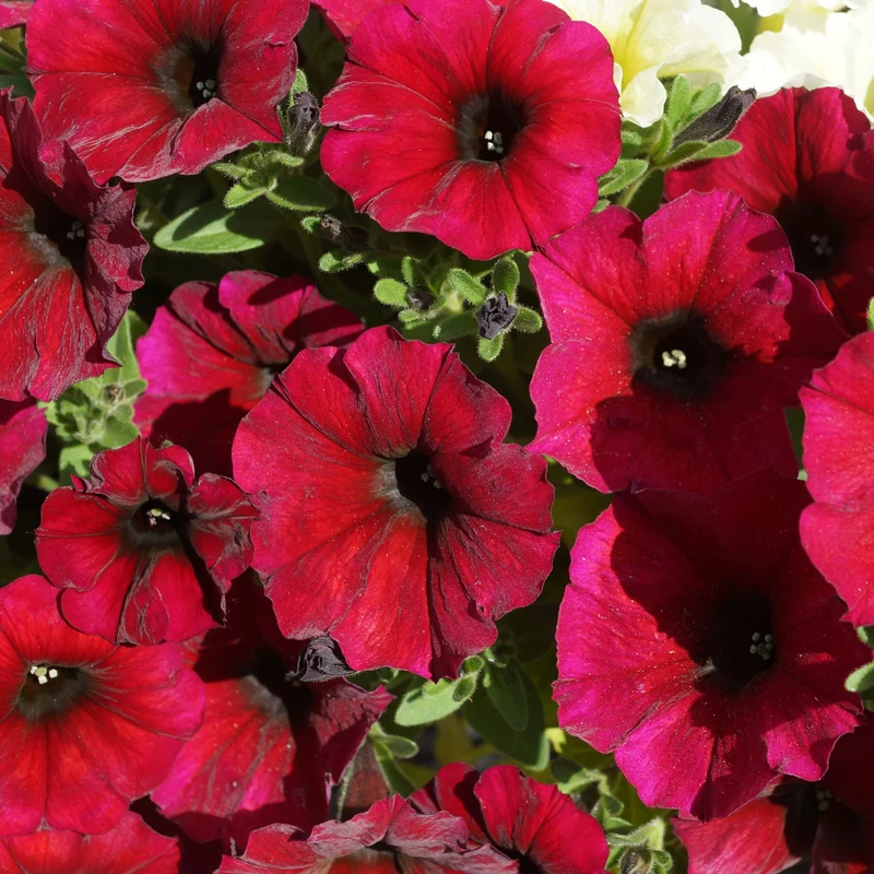 Pétunia Easy Wave® Red Velour F1 ( Petunia × hybrida )