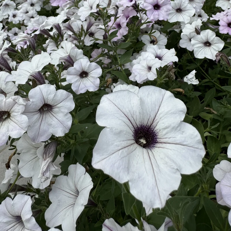 Pétunia Easy Wave® Silver F1 ( Petunia × hybrida )