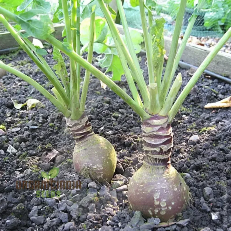Swede Gowrie Vegetable Seeds, High Yield Disease-Resistant, Ideal for Cool Climate Gardens