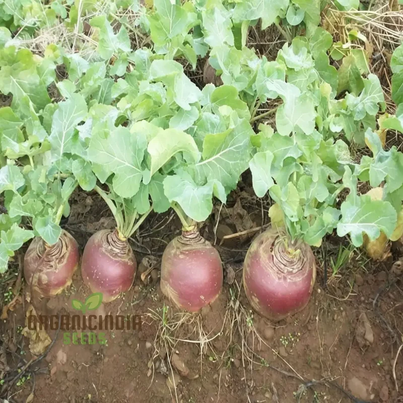Swede Gowrie Vegetable Seeds, High Yield Disease-Resistant, Ideal for Cool Climate Gardens