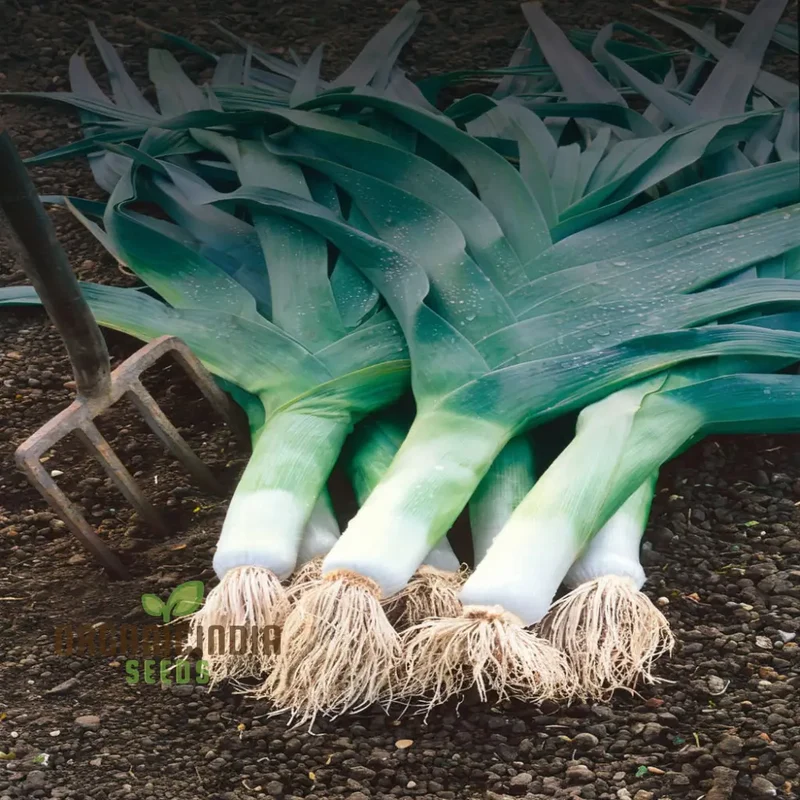 Musselburgh Leek Seeds for Planting: High-Quality Leek Seeds for Bountiful Harvests