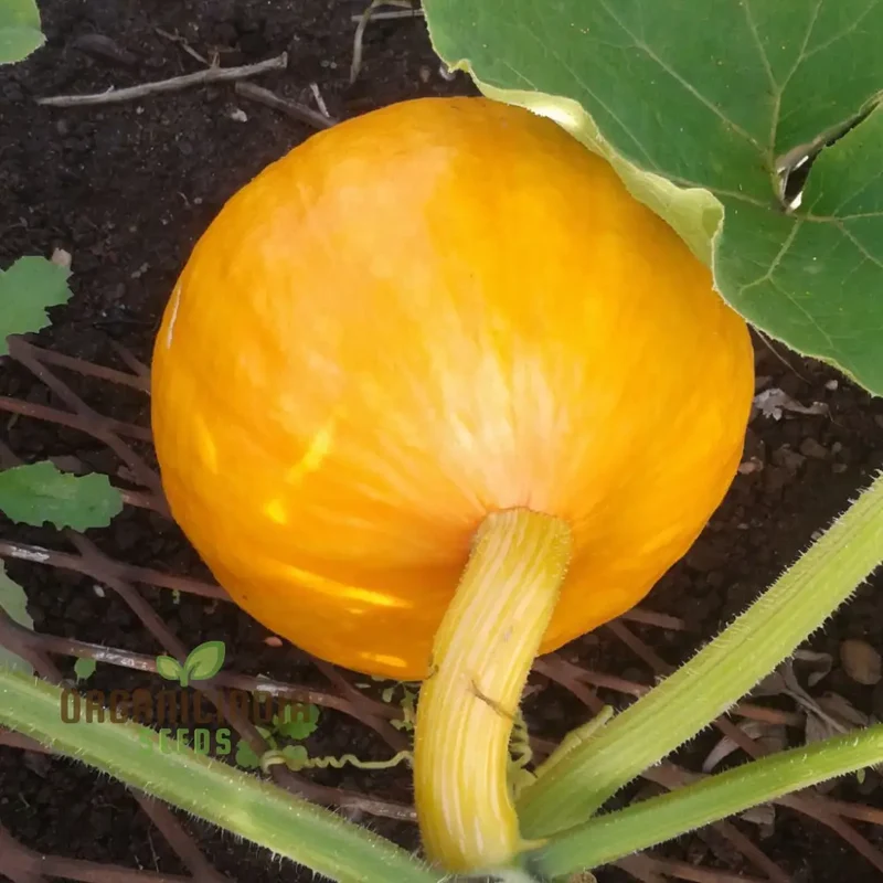 Squash Uchiki Kuri Vegetable Seeds, Nutty Flavor Compact Growth Perfect for Home Gardens