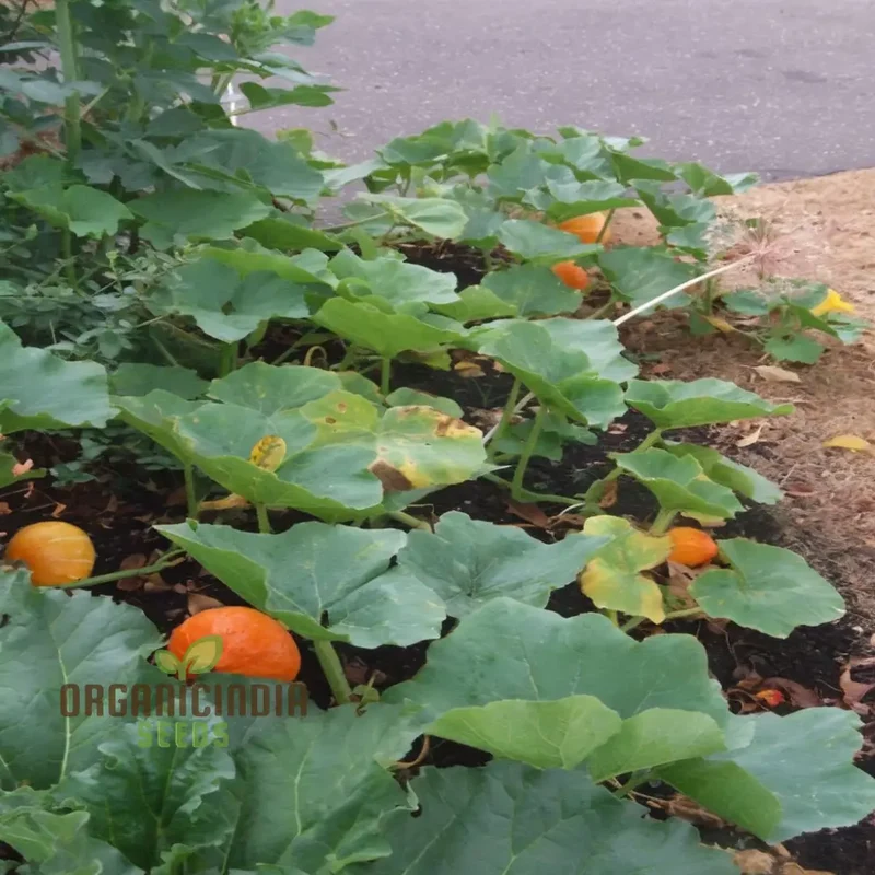 Squash Uchiki Kuri Vegetable Seeds, Nutty Flavor Compact Growth Perfect for Home Gardens