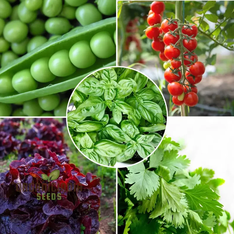 OrganicIndiaSeeds Container Garden Seed Kit