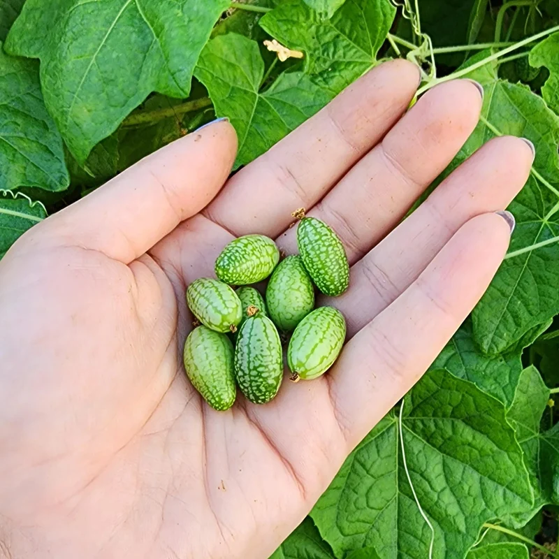 Cucamelon Seeds for a Fun and Flavorful Addition to Your Garden, Elevate Your Gardening Experience with These Tiny, Crunchy Delights!