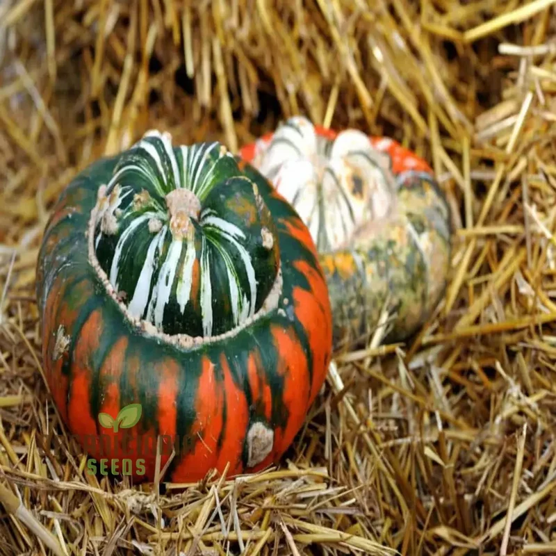 Winter Squash Turks Turban Seeds - Heirloom Vegetable Seeds for Fall Planting